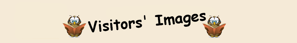 Visitors' Images